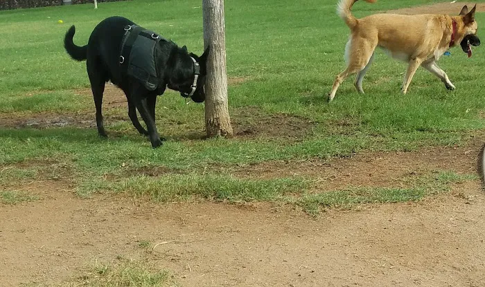 Hance Park Dog Park 2