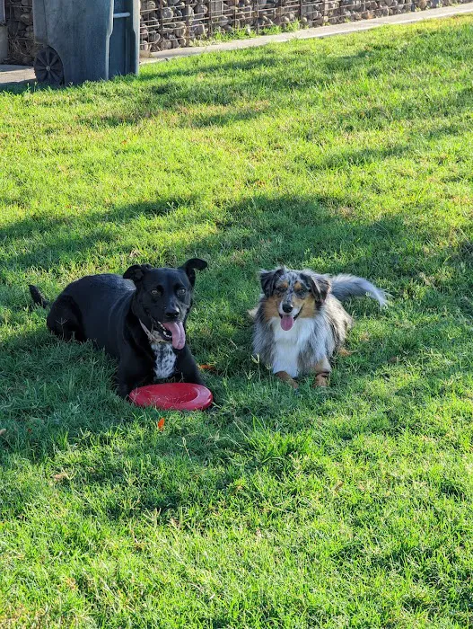 Hance Park Dog Park 5