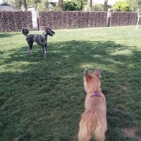 Hance Park Dog Park ico