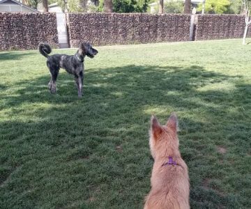 Hance Park Dog Park