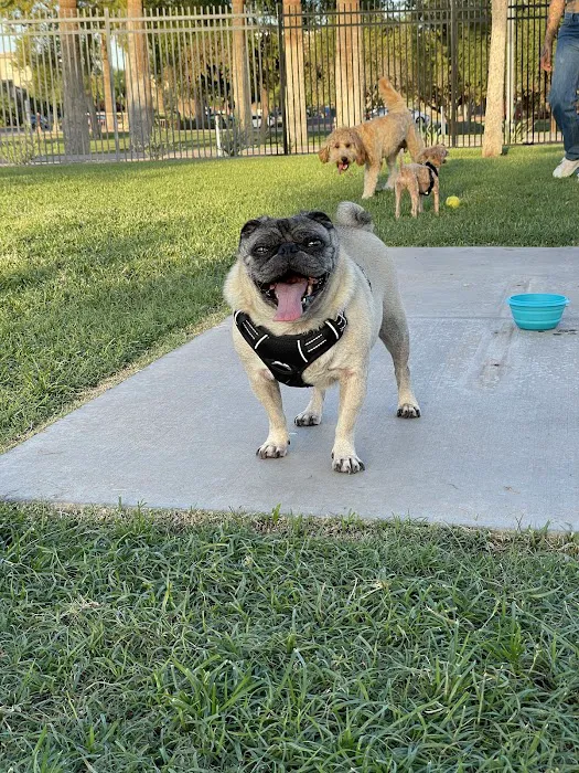 Hance Park Dog Park 9