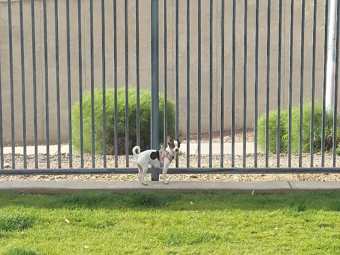 Hance Park Dog Park 8
