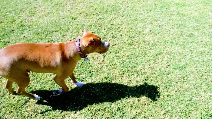 Desert Vista Dog Park 10