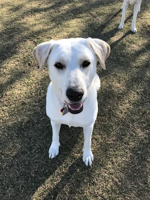 Desert Vista Dog Park 3