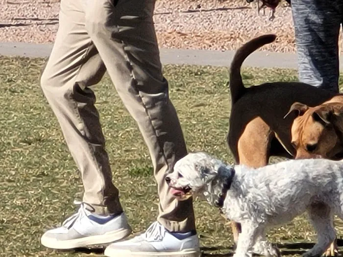 Desert Vista Dog Park 9