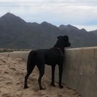 Horizon Dog Park ico