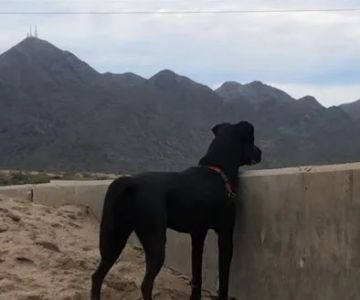 Horizon Dog Park