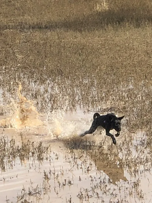 Horizon Dog Park 3