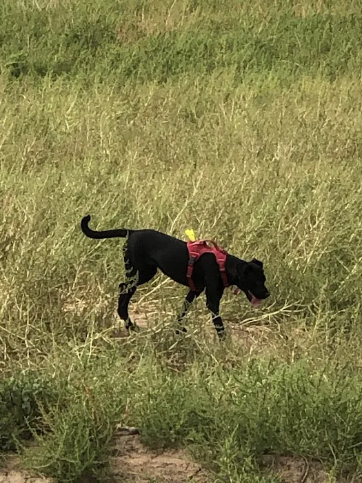 Horizon Dog Park 2