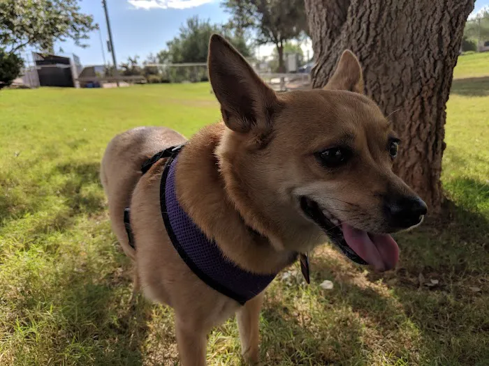Horizon Dog Park 7