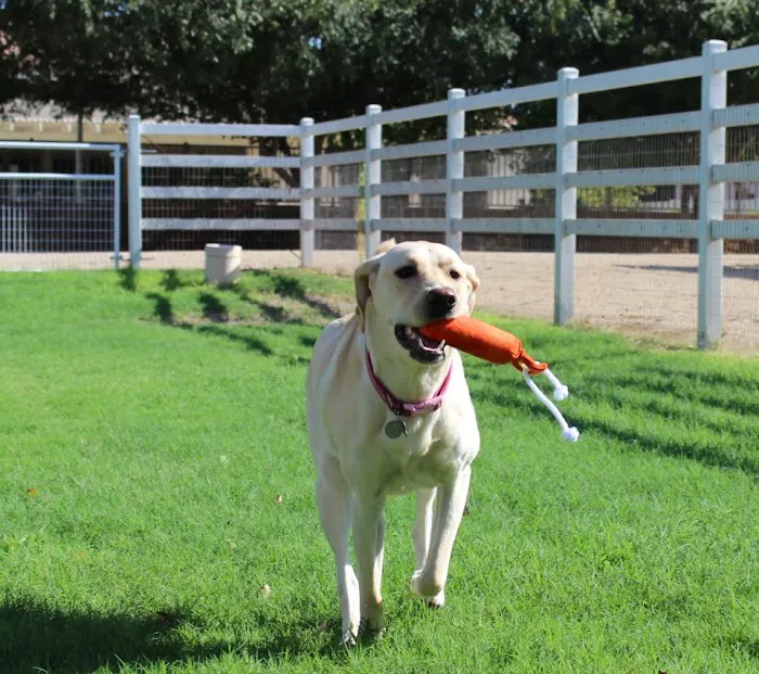 Fetch at The Stall Private Dog Park 8