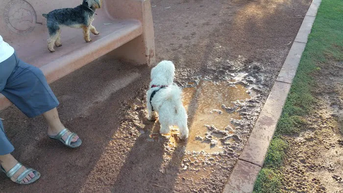 Pocket Park for Pups 1