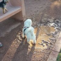 Pocket Park for Pups ico