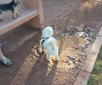 Pocket Park for Pups