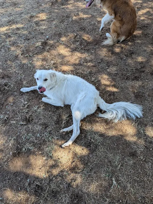 Pocket Park for Pups 6