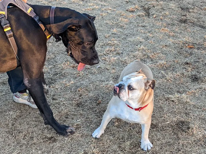 Grover Basin Dog Park 10