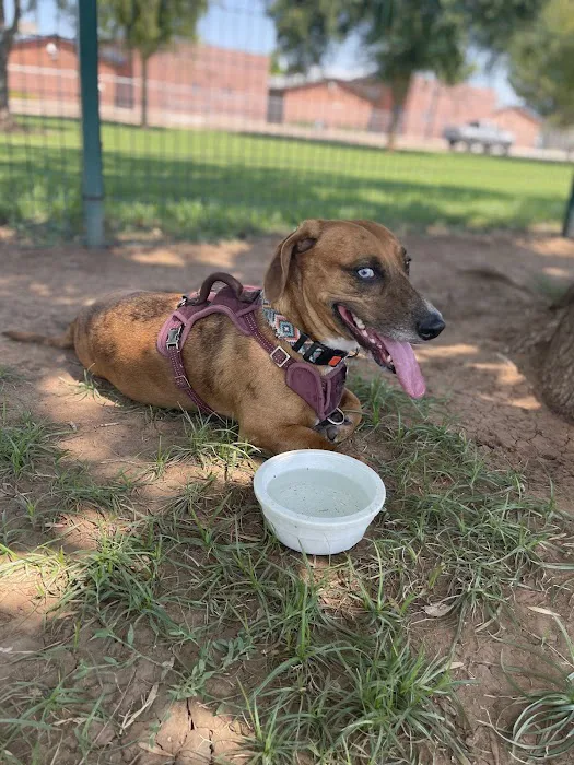PetSmart Dog Park 1