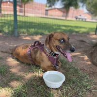 PetSmart Dog Park ico