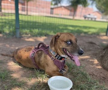 PetSmart Dog Park