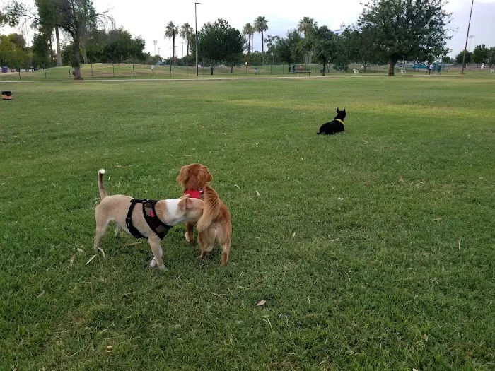 PetSmart Dog Park 6