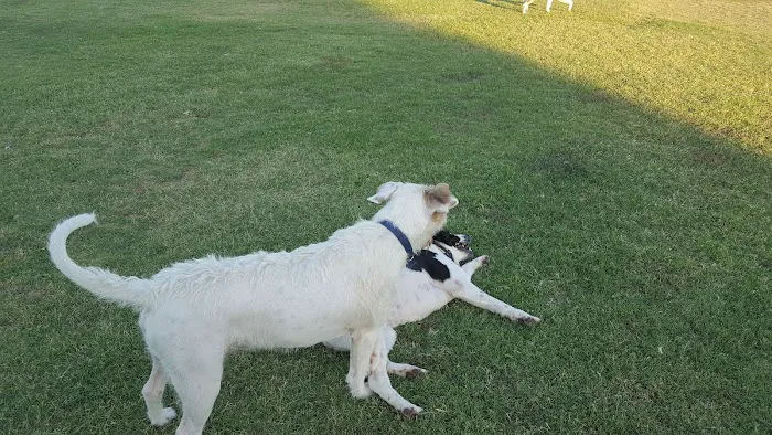 PetSmart Dog Park 10