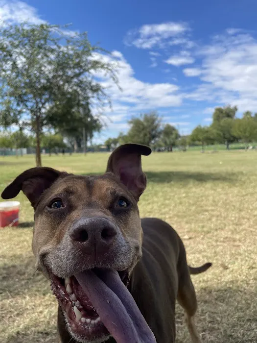PetSmart Dog Park 8