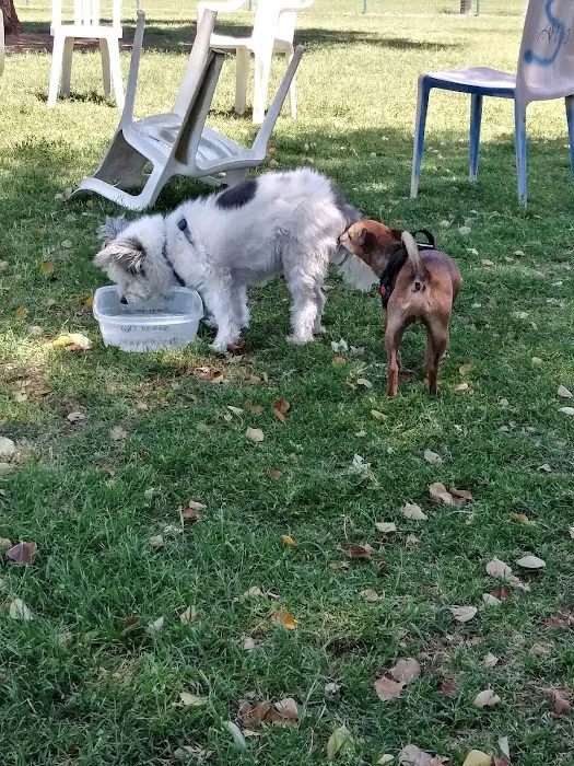 PetSmart Dog Park 9