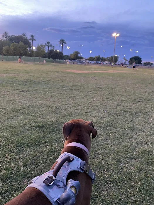 PetSmart Dog Park 4