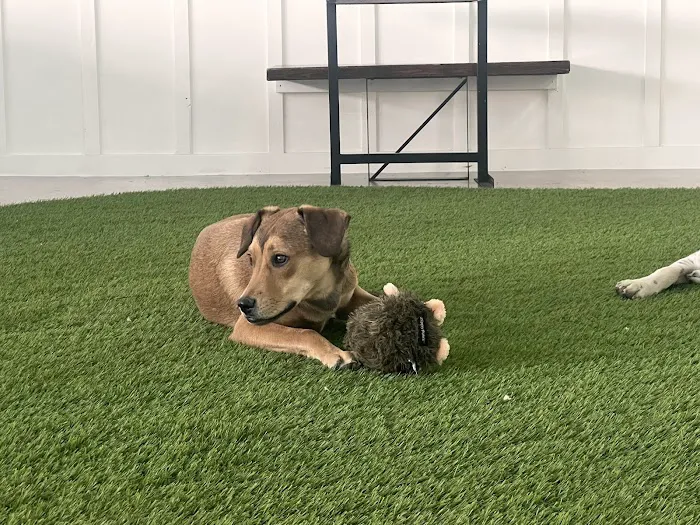 Meraki Paws N Play 6