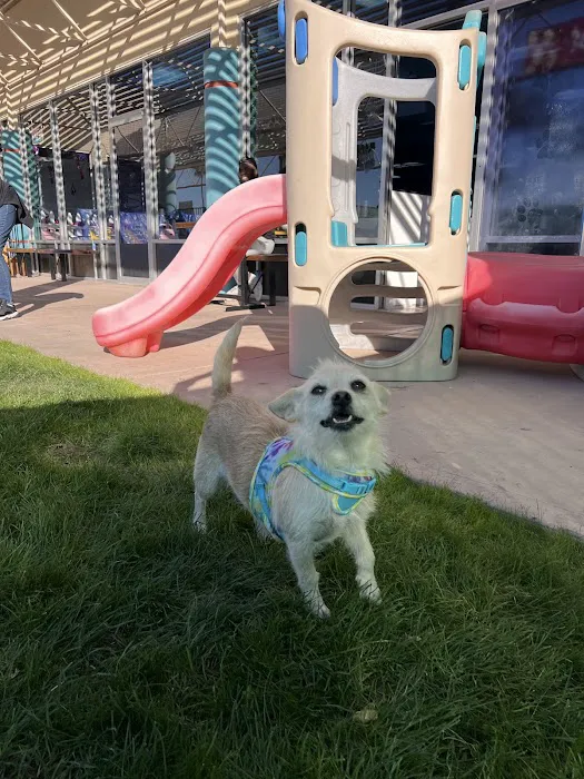 Meraki Paws N Play 3
