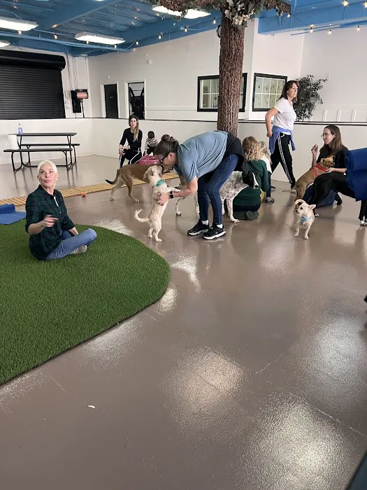 Meraki Paws N Play 10