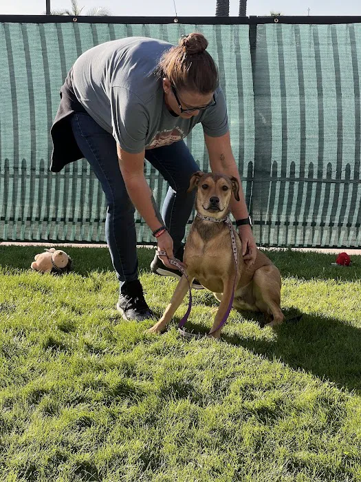 Meraki Paws N Play 5
