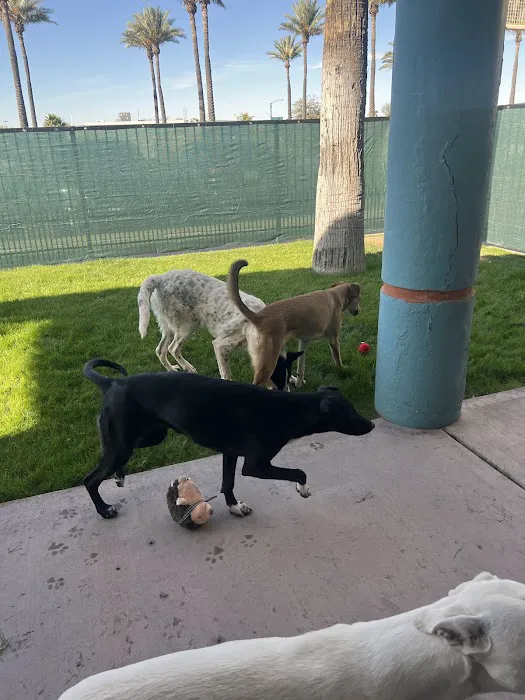 Meraki Paws N Play 8