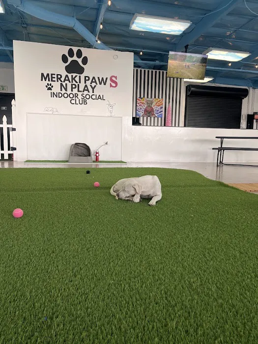Meraki Paws N Play 7