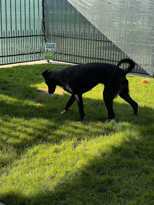 Meraki Paws N Play 9