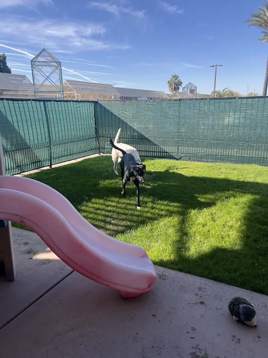 Meraki Paws N Play 1