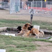 Rose Mofford Dog Park ico