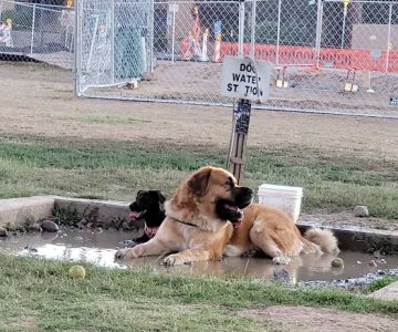 Rose Mofford Dog Park