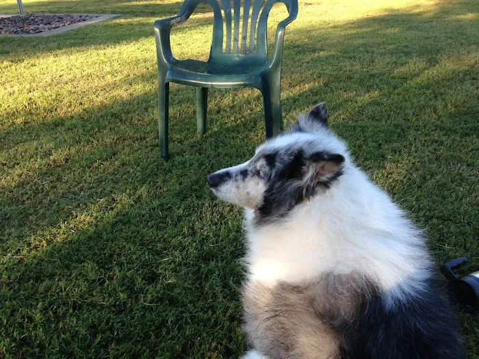 Rose Mofford Dog Park 4