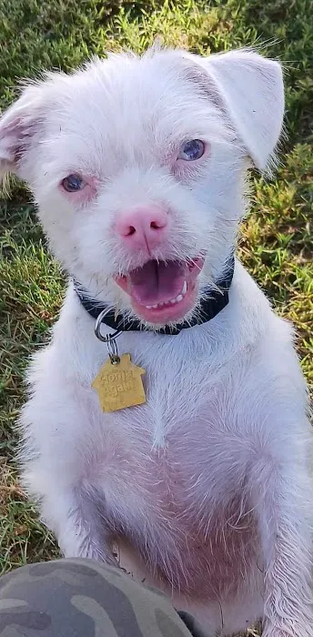 Rose Mofford Dog Park 3