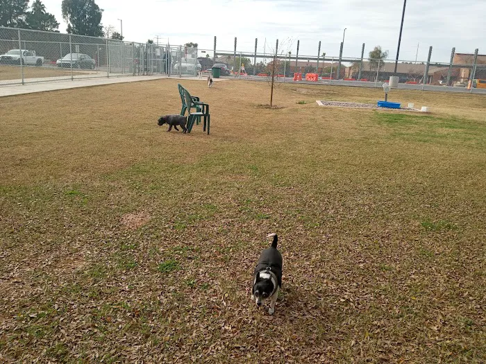 Rose Mofford Dog Park 5