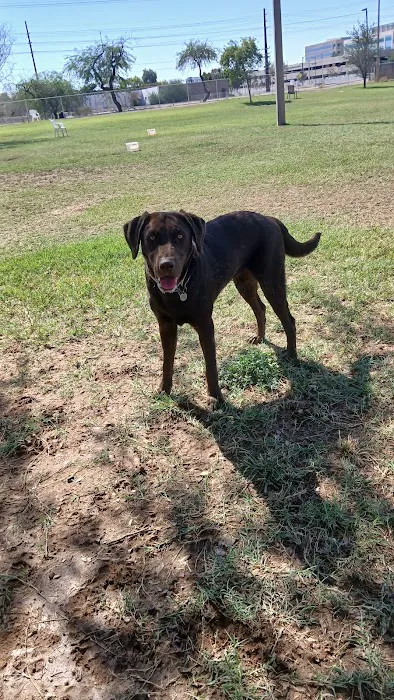 Rose Mofford Dog Park 8