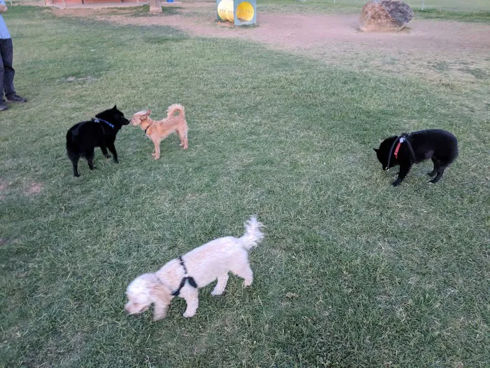 Sahuaro Ranch Dog Park 10