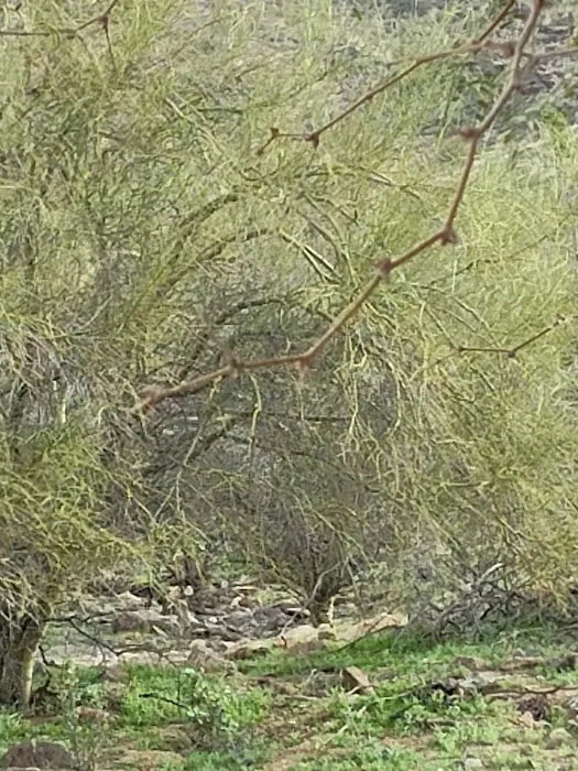 Sunnyslope Dog Park 9