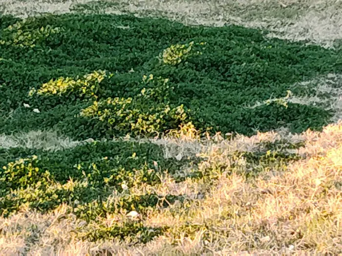 Sunnyslope Dog Park 2