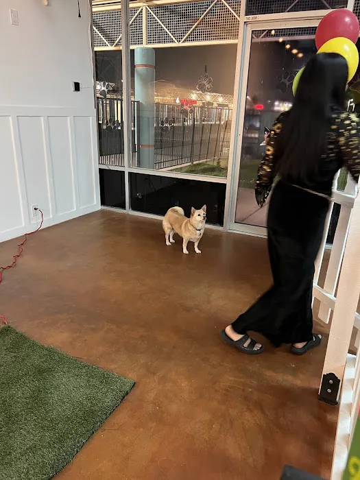 Meraki Paws N Play Indoor Dog Park and Social Club 10