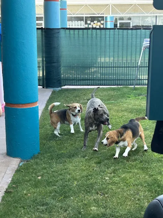 Meraki Paws N Play Indoor Dog Park and Social Club 2