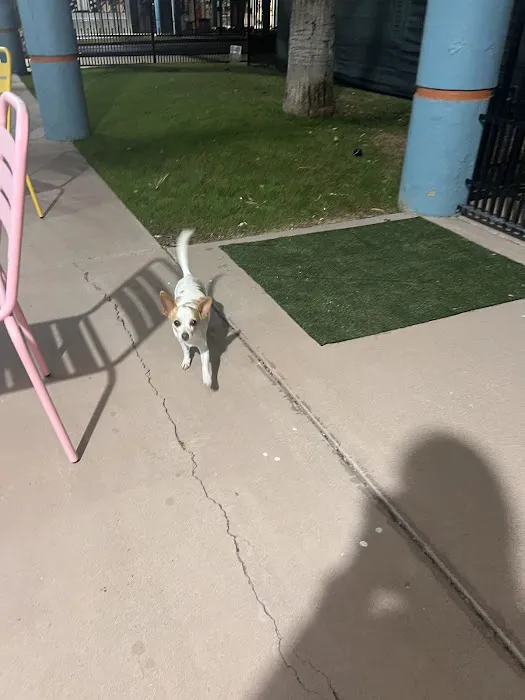 Meraki Paws N Play Indoor Dog Park and Social Club 3