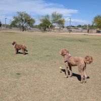 Pinnacle Dog Park ico