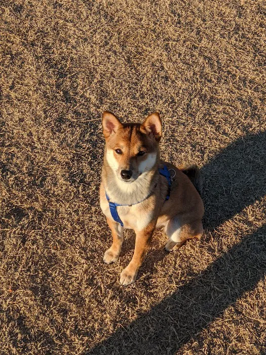 Pinnacle Dog Park 3
